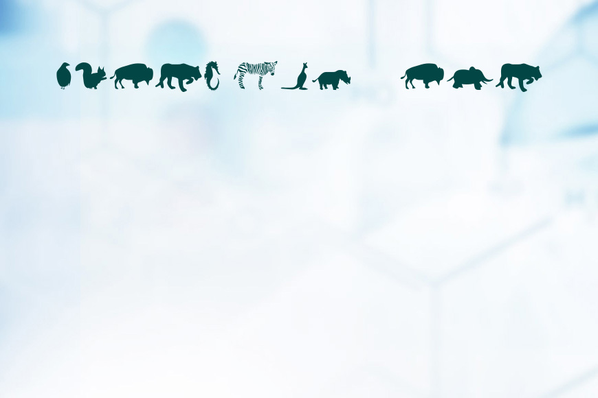 Mers-Animals效果图
