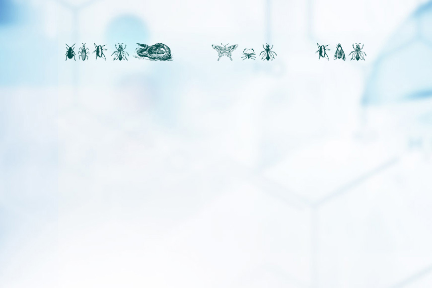 Grissom Four效果图